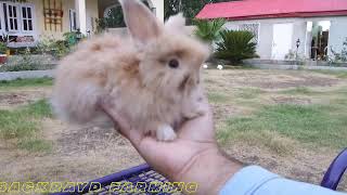 Angora Rabbit Faming 2021 | Angora Bunnies