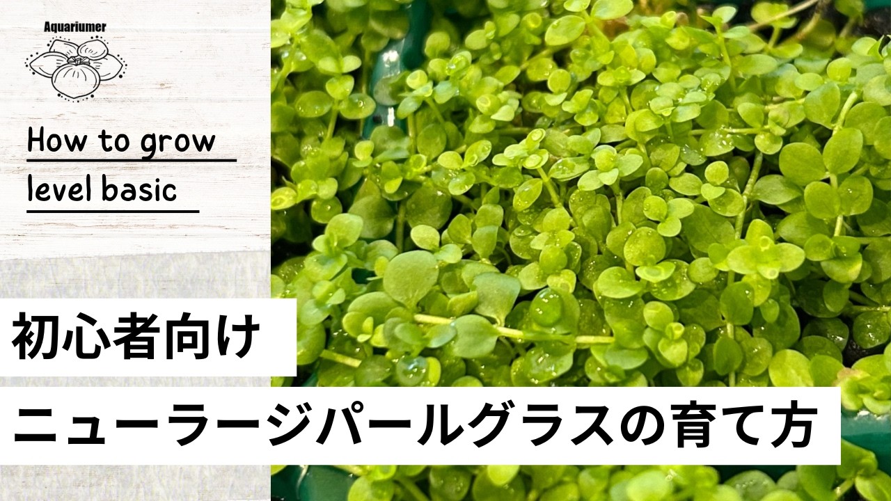How to Grow New Large Pearl Grass | Causes of Floating, Wilting