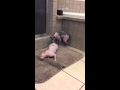 Silly Sphynx Girl in Heat, Hairless Sphynx Cats