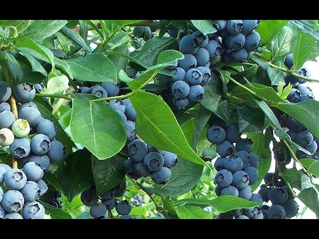 How to Get FREE Blueberry Plants from Store Bought Blueberries! class=