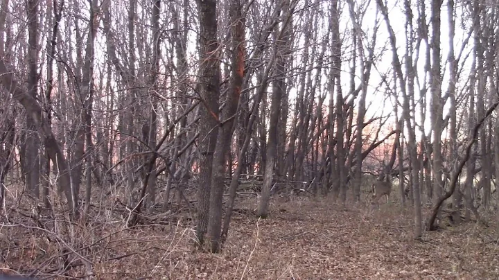 Whitetail buck bow kill.  No tracking necessary.