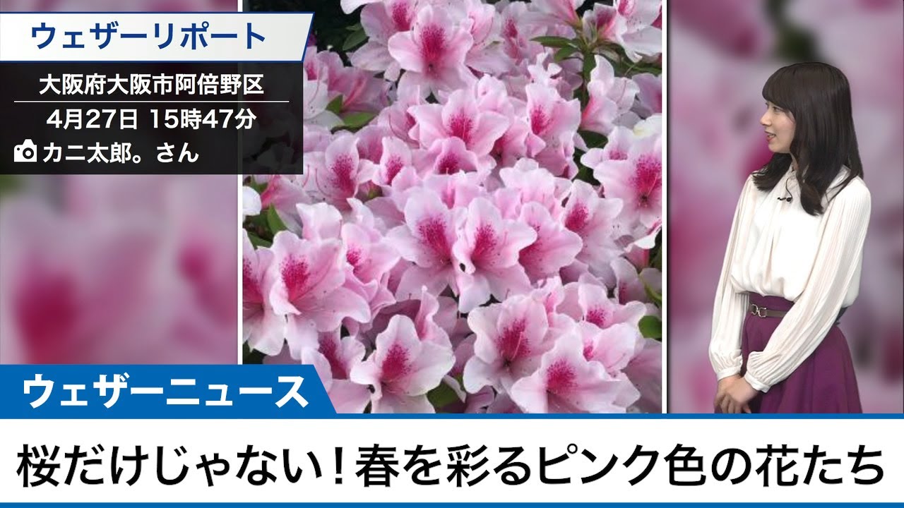 桜だけじゃない 春を彩るピンク色の花 Youtube