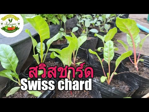 วีดีโอ: ปลูก Swiss Chard จากเมล็ดพันธุ์ - อย่างไรและเมื่อไหร่ที่จะหว่าน Swiss Chard Seeds
