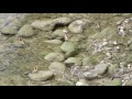 Jilgueros (Carduelis carduelis) se bañan en el rio Guadalquivir