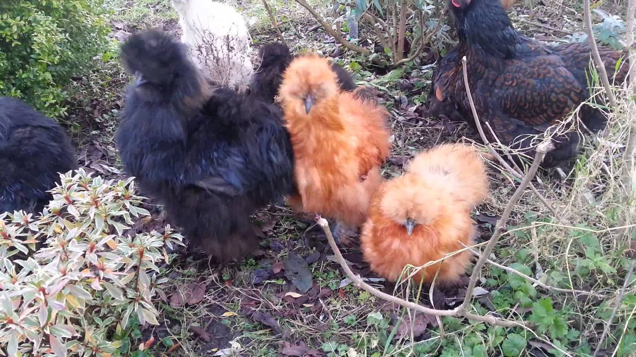Raising silkie chickens YouTube