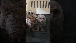 Tawny owl mega head bobbing! funny