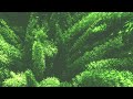 Music for Relaxation and Meditation | Pine Valley | Fantasy Jorney | Travel Music Playlist