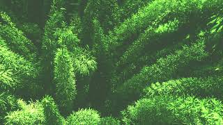 Music for Relaxation and Meditation | Pine Valley | Fantasy Jorney | Travel Music Playlist