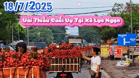 Giá Vải Thiều Cuối Vụ Tại Xã Lục Ngạn Mới l Núi Đồi Lục Ngạn