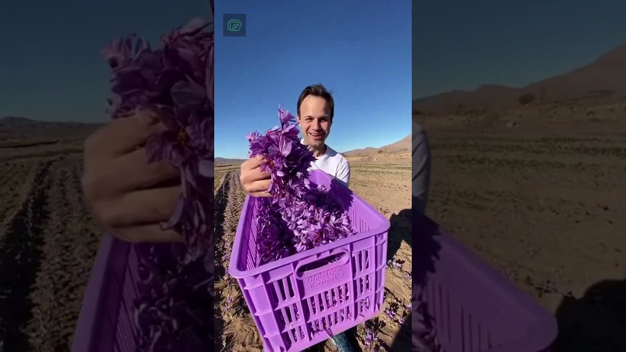 Why Saffron Is Too Expensive 😱