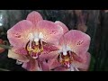 Изобилие редких орхидей с названиями в магазине Экофлора г. Омск.