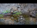 Tragic Moment! Zebra Foal is Inch Close to a Crocodile