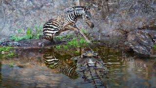 Tragic Moment! Zebra Foal is Inch Close to a Crocodile