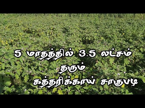 Katharikkai saagubadi/7305739738/கத்தரிக்காய் வளர்ப்பு/Brinjal growing/JP Tamil Tv