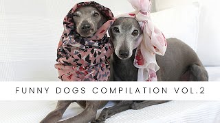 Funny Dogs Compilation Vol.2 Best of Italian Greyhounds