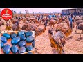 AMAZING EMU FARMING, EMU FARMING INDUSTRY IN AUSTRALIA AND INDIA, POULTRY MEAT AND EGGS PRODUCTION