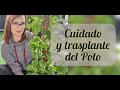 TODO SOBRE EL CUIDADO DEL POTO/SUSTRATO/ILUMINACIÓN/RIEGO/ESQUEJADO/JARDÍN SUCULENTO