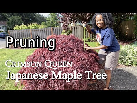 Tips When Pruning A Japanese Maple Tree