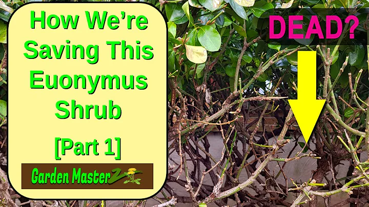 Diagnosing and Treating a Problematic Euonymus Hedge