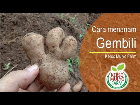 Video: Bagaimana cara menanam umbi fritillaria?