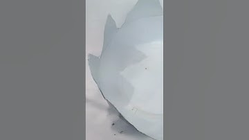 Latest youtube planting idea🪴🌱⚘️#plants #viral #shorts