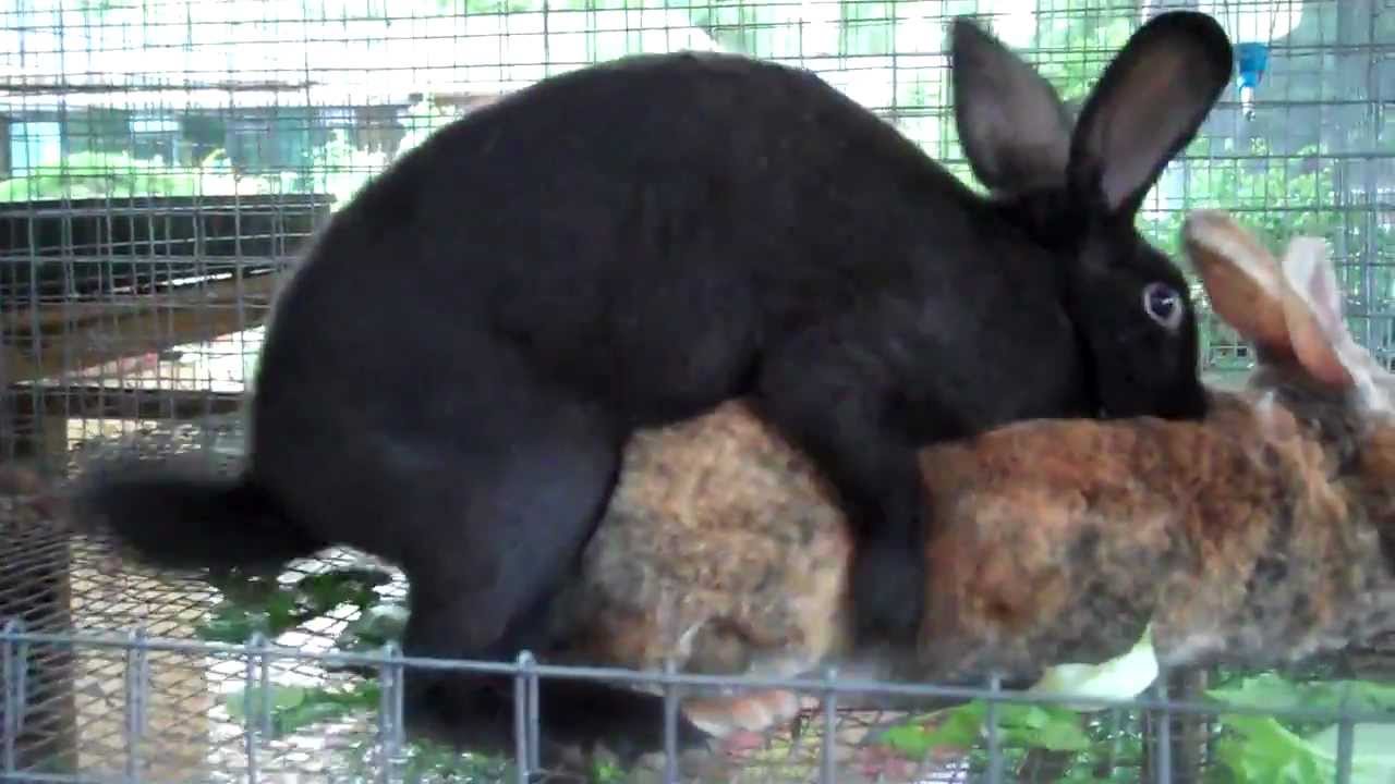 female rabbit in heat