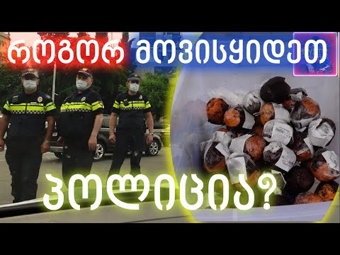 რიონის მცველები თბილისში,  წივწივა და მე