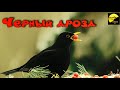 Чёрный дрозд Описание и факты Turdus merula