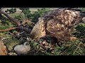 Kaljukotkas Golden Eagle~Breakfast for the eaglet~7:18 am 2024/05/04