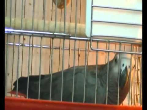 თავისუფლება პაკუშას