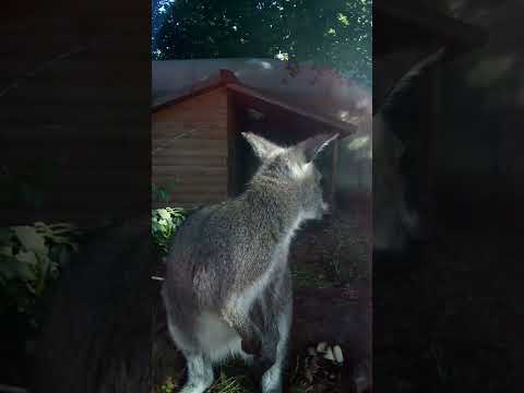 Video: Ist Wallaroo ein Beuteltier?