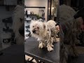 Dog Grooming ASMR | Matted Coat Removal & Full Makeover #dogtransformation #grooming #pets #satisfy