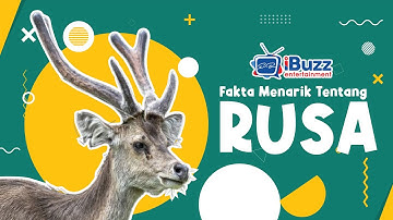 FAKTA MENARIK TENTANG RUSA - Fun Video