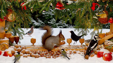 Best for Cats: White Xmas with Red Squirrels & Colorful Birds 10 hours Cat & Dog TV