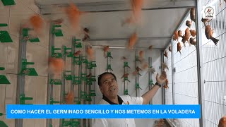 COMO HACER EL GERMINADO SENCILLO Y NOS METEMOS EN LA VOLADERA