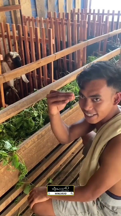 tutorial menirukan suara kambing bandot