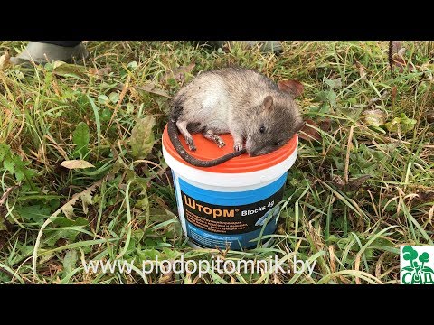 Video: Dārza peles vadība: kā atbrīvoties no pelēm dārzā