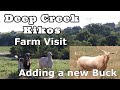 Visiting Another Kiko Goat Farm | Getting A New Buck Megawatt  | Talking Goats with Deep Creek Kikos