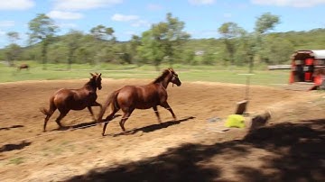 Horses self float load