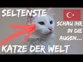 DIE SELTENSTEN KATZEN DER WELT UND TOTAL ÜBERRASCHT VON DER TÜRKEI 🇹🇷 | WELTREISE VLOG 047