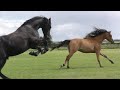 A day in the lives of a young Andalusian Filly, a Friesian Horse and an Arabian Horse
