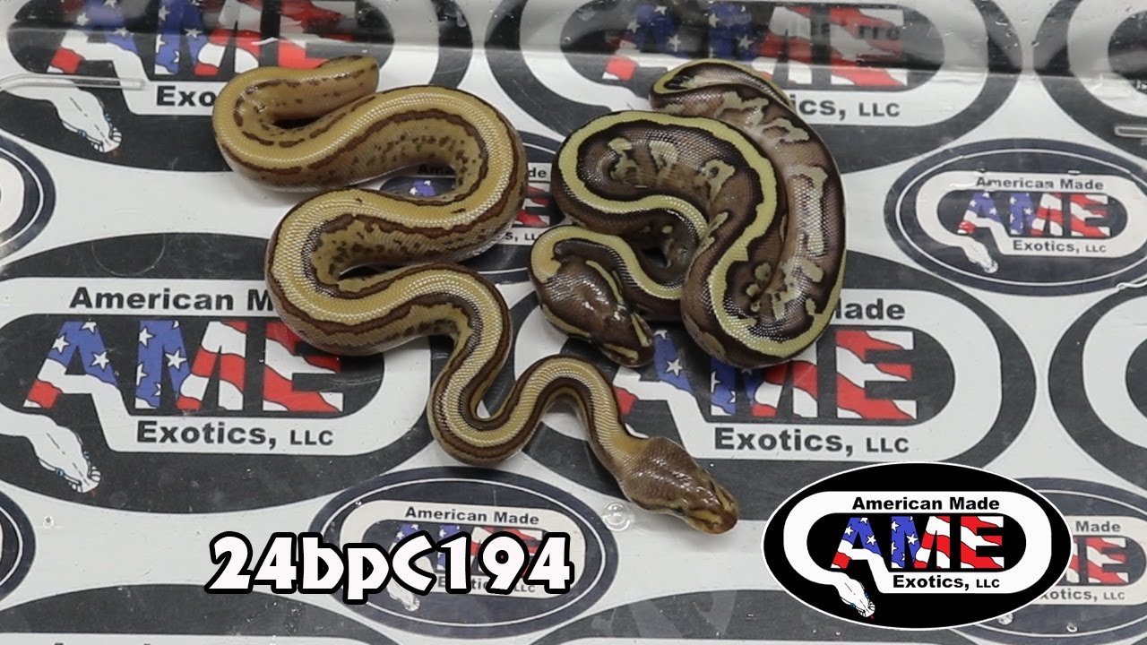 24bpC194 Enchi Fire Pos Leopard Pied Het Clown x m Ultramel