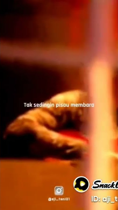 KOIL - MURKA || Story WhatsApp
