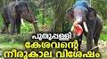 Video for Puthuppally Elephants Official