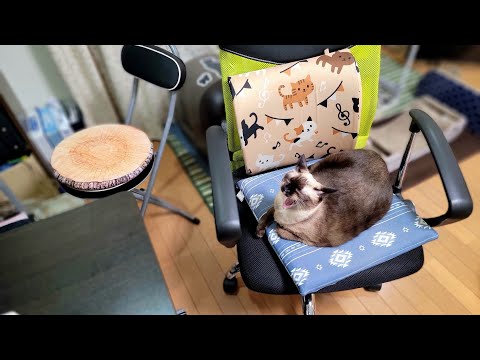 使用中の椅子をシャム猫が占領してたので他の椅子を出して座った結果🙃