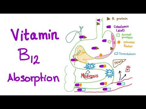 Video: Manglende Absorption Af Vitamin B12 Hos Hunde