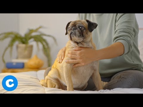 Video: 3 måter å bygge tillit på med en hund som har opplevd vold