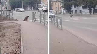 Patient Dog Waits At Traffic Lights To Cross The Road screenshot 2