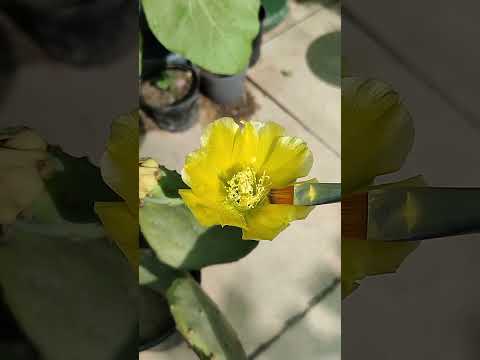 تلقيح زهور التين الشوكي