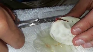 Cutting clutch #3 in 2014! Mojave x Lesser Ball Pythons